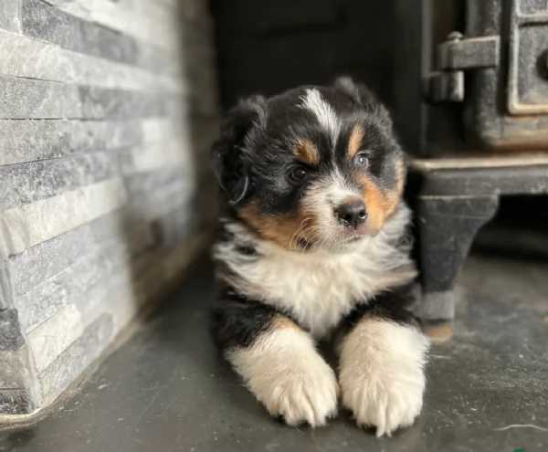 spettacolari cucciola di pastore australiano australian shepherd per ladozione | Foto 1