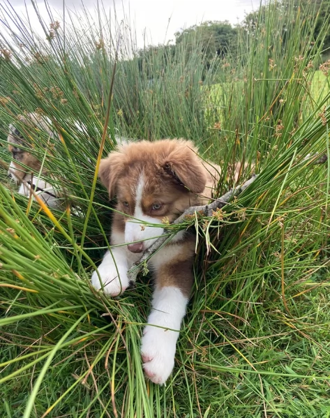 spettacolari cucciola di pastore australiano australian shepherd per ladozione | Foto 5