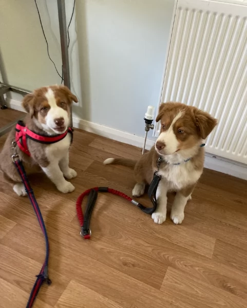 spettacolari cucciola di pastore australiano australian shepherd per ladozione | Foto 3