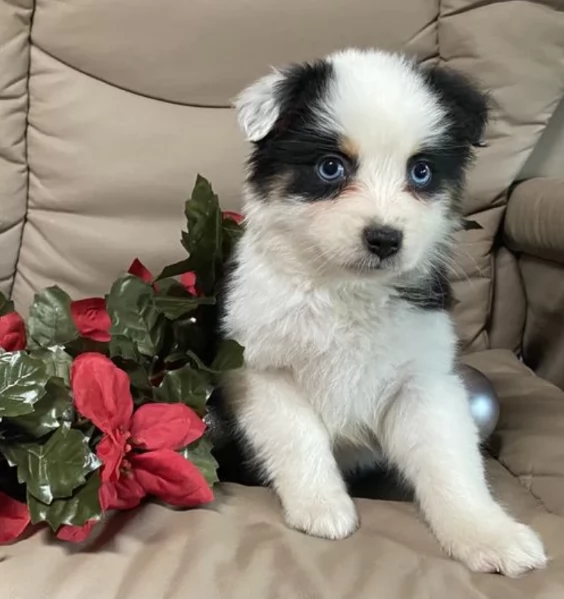 spettacolari cucciola di pastore australiano australian shepherd per ladozione | Foto 2