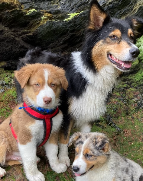 spettacolari cucciola di pastore australiano australian shepherd per ladozione | Foto 4