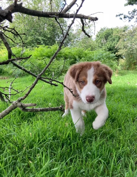 spettacolari cucciola di pastore australiano australian shepherd per ladozione | Foto 2