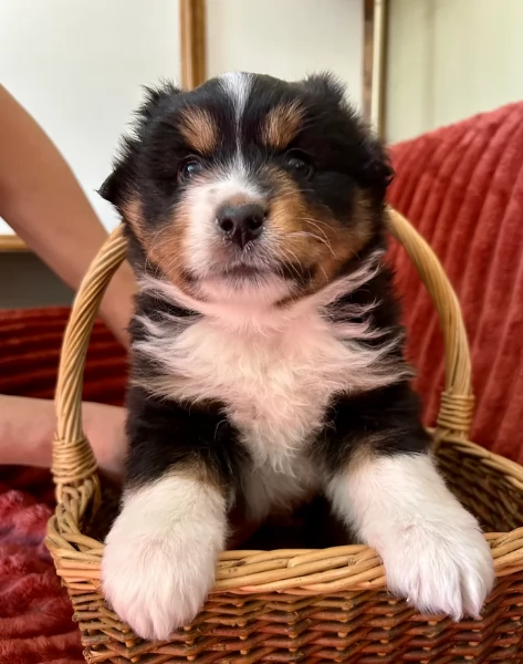 spettacolari cucciola di pastore australiano australian shepherd per ladozione