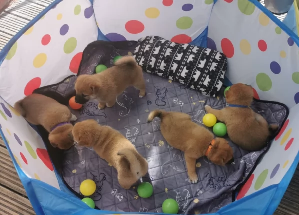 cucciolo di Shibas per adozione
