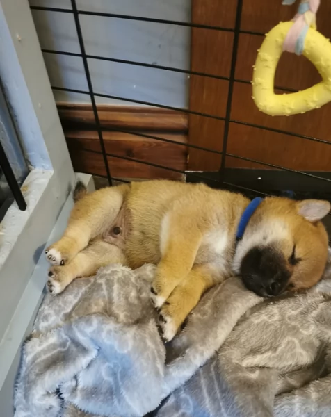 cucciolo di Shibas per adozione | Foto 5
