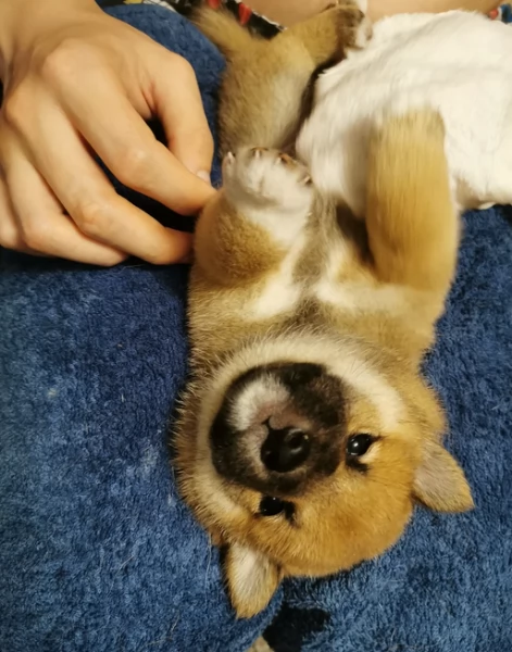 cucciolo di Shibas per adozione | Foto 4
