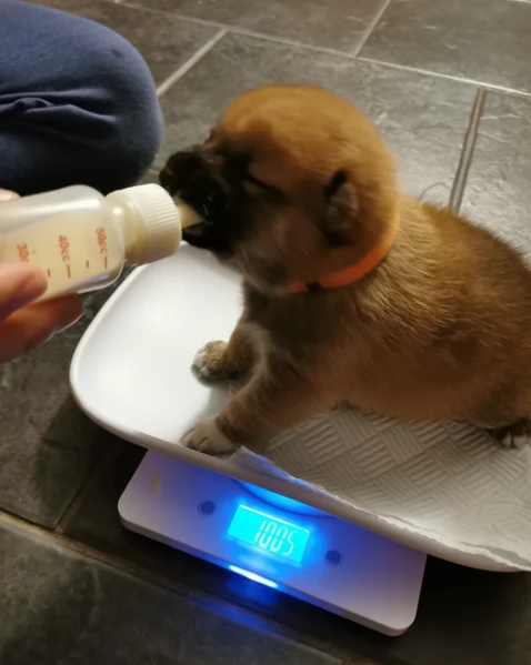cucciolo di Shibas per adozione | Foto 1