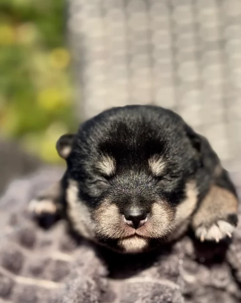 cucciolo di Shibas per adozione
