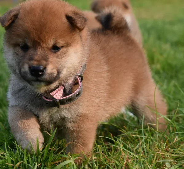 cucciolo di Shibas per adozione | Foto 6
