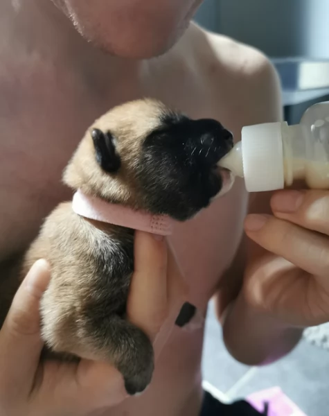 cucciolo di Shibas per adozione