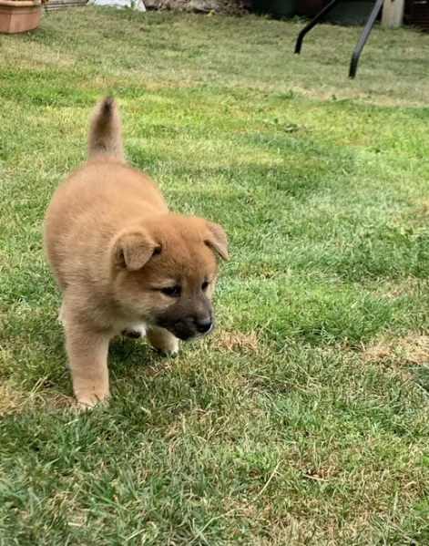 cucciolo di Shibas per adozione | Foto 1