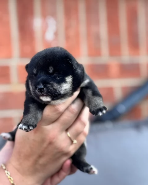 cucciolo di Shibas per adozione | Foto 3