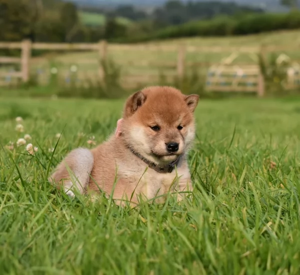 cucciolo di Shibas per adozione | Foto 4