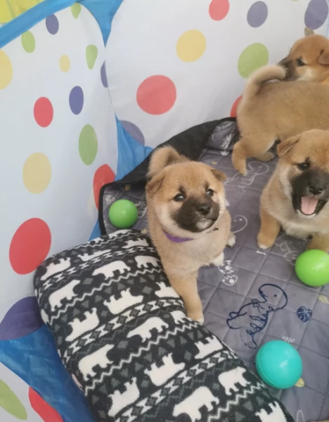 cucciolo di Shibas per adozione