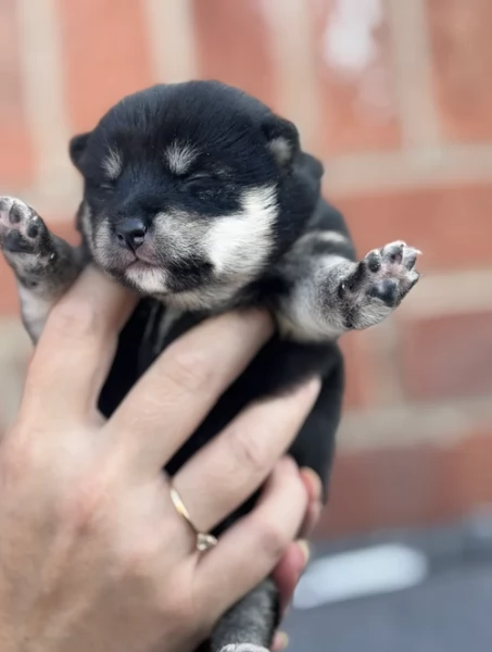 cucciolo di Shibas per adozione | Foto 3