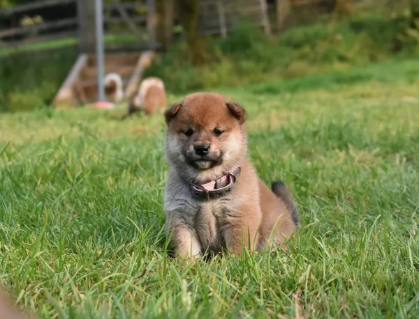 cucciolo di Shibas per adozione | Foto 2