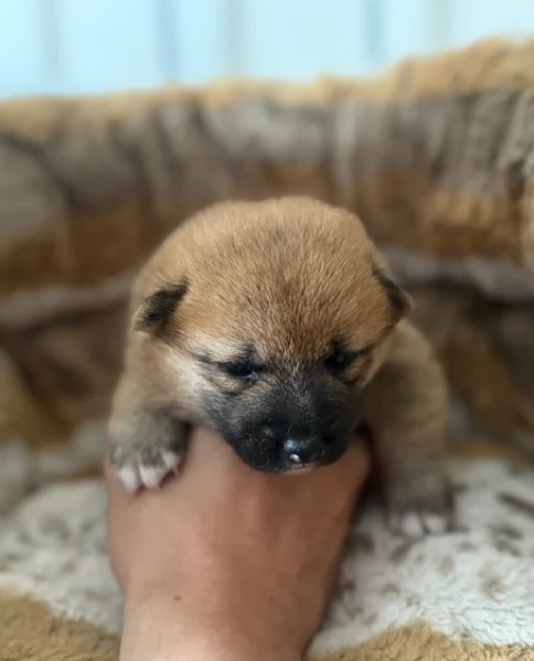cucciolo di Shibas per adozione | Foto 0