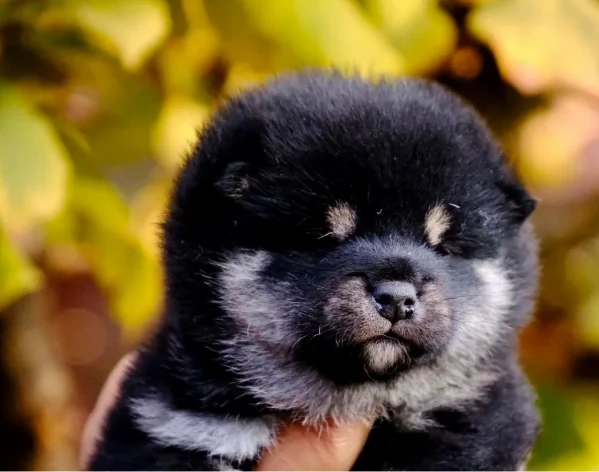 cucciolo di Shibas per adozione