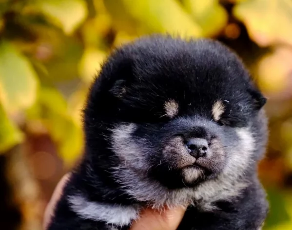 cucciolo di Shibas per adozione | Foto 6
