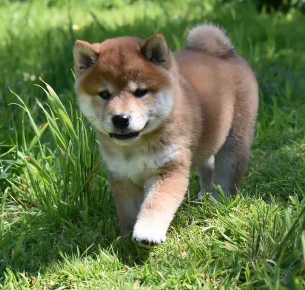 cucciolo di Shibas per adozione | Foto 5