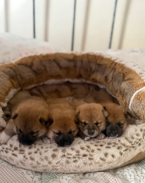cucciolo di Shibas per adozione | Foto 0