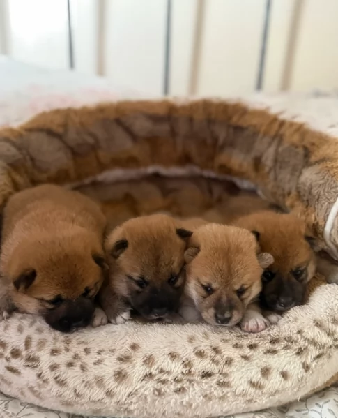 cucciolo di Shibas per adozione | Foto 6