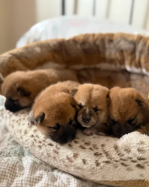 cucciolo di Shibas per adozione | Foto 1