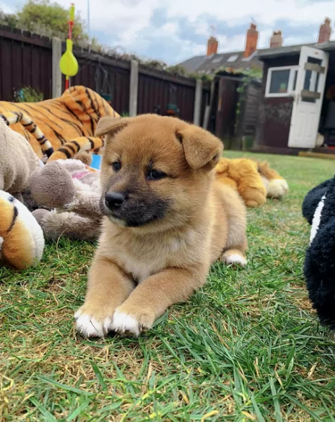 cucciolo di Shibas per adozione