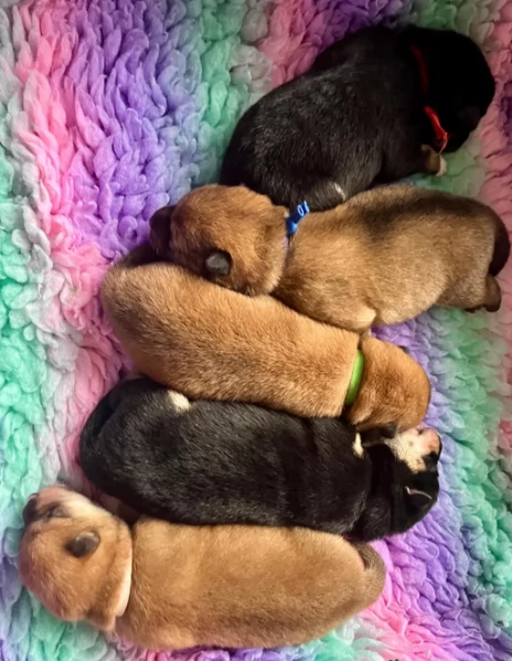 cucciolo di Shibas per adozione | Foto 2