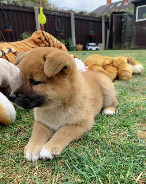 cucciolo di Shibas per adozione | Foto 4