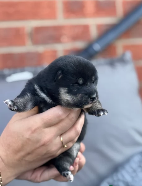 cucciolo di Shibas per adozione | Foto 3