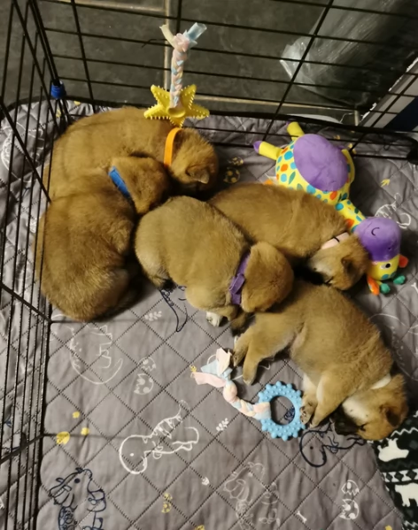 cucciolo di Shibas per adozione