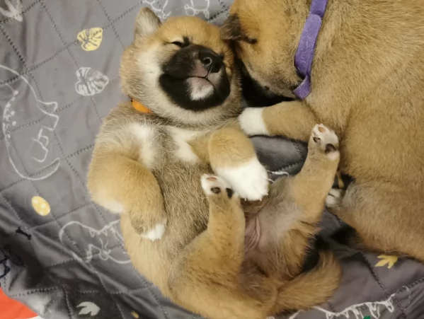 cucciolo di Shibas per adozione | Foto 3