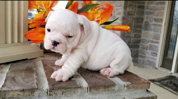 REGALO BULLDOG INGLESE per ladozione | Foto 4