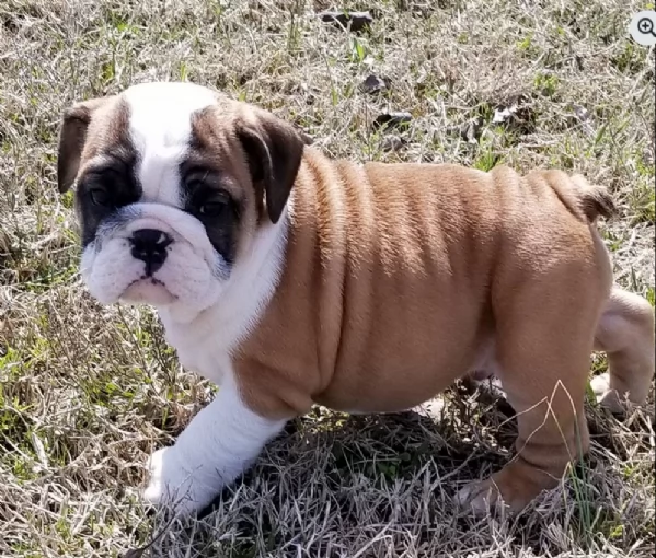REGALO BULLDOG INGLESE per ladozione | Foto 3