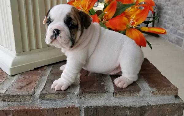 REGALO BULLDOG INGLESE per ladozione | Foto 2