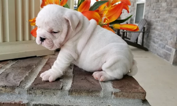 REGALO BULLDOG INGLESE per ladozione | Foto 4