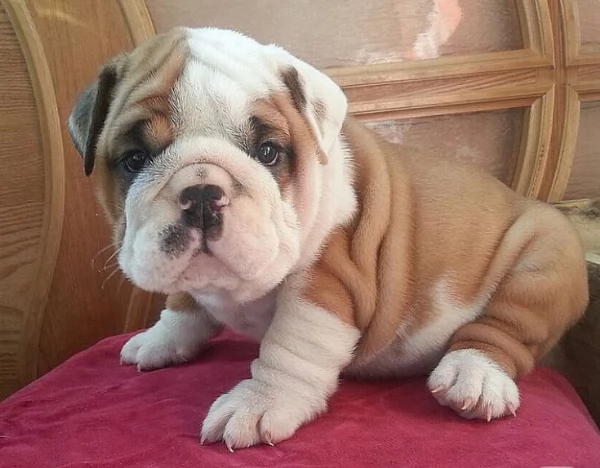 REGALO BULLDOG INGLESE per ladozione | Foto 2