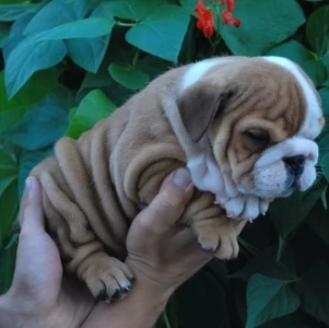 REGALO BULLDOG INGLESE per ladozione | Foto 2