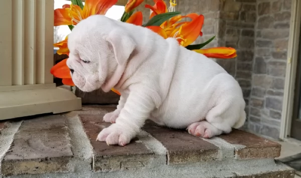 REGALO BULLDOG INGLESE per ladozione | Foto 4
