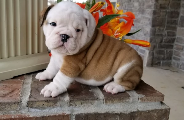 REGALO BULLDOG INGLESE per ladozione | Foto 3