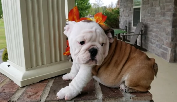 REGALO BULLDOG INGLESE per ladozione | Foto 1