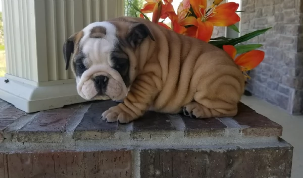 REGALO BULLDOG INGLESE per ladozione | Foto 3