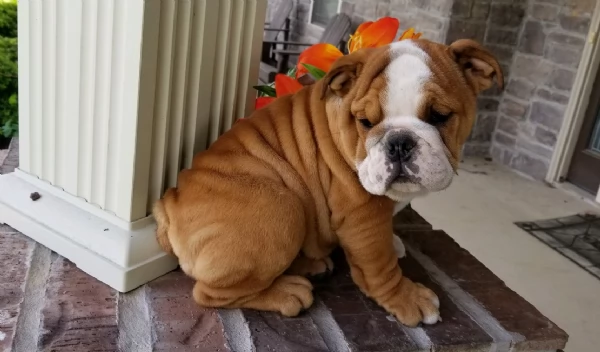 REGALO BULLDOG INGLESE per ladozione | Foto 0