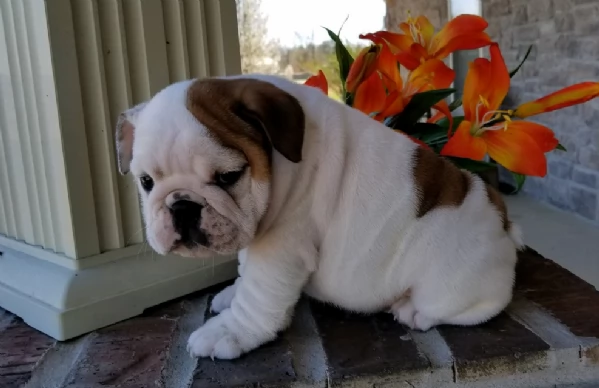 REGALO BULLDOG INGLESE per ladozione | Foto 5