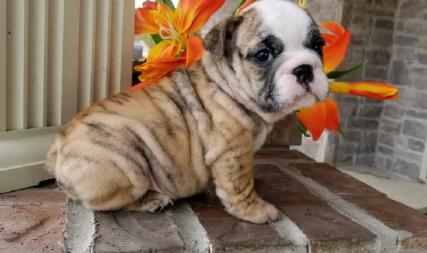 REGALO BULLDOG INGLESE per ladozione | Foto 3