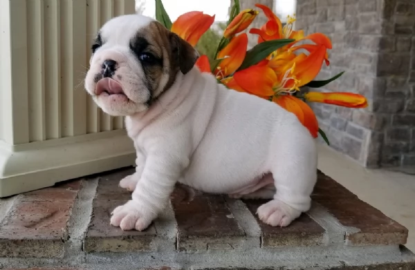 REGALO BULLDOG INGLESE per ladozione | Foto 1
