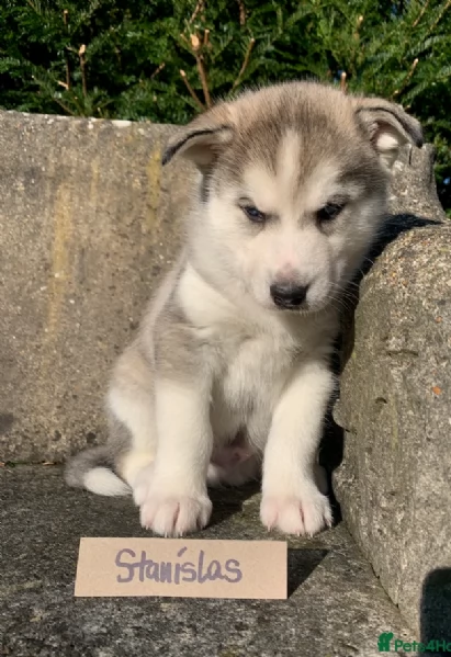 meraviglioso per adozione cuccioli di husky per ladozione | Foto 4