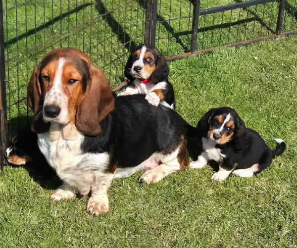 meraviglioso per adozione cuccioli Bassethound