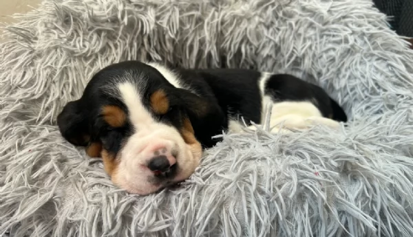 meraviglioso per adozione cuccioli Bassethound | Foto 4